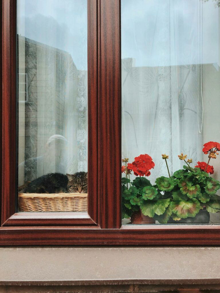 A cat sleeps in a wicker basket on a windowsill next to potted red flowers behind a large wooden-framed window.